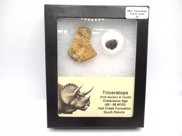 Genuine Cretaceous Age Set of Triceratops Frill and Tooth Fossils for Sale from South Dakota #28a