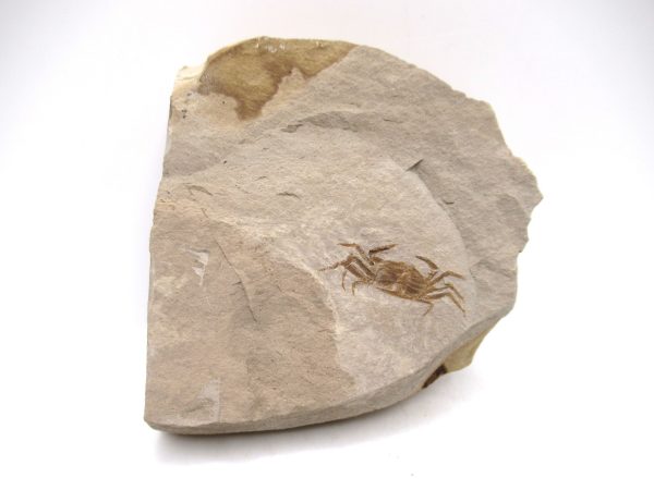 Genuine Miocene Age Pinnixa galliheri Crab Fossils for Sale from California #10