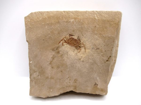 Genuine Miocene Age Pinnixa galliheri Crab Fossils for Sale from California #14