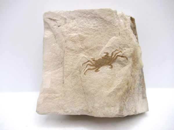 Genuine Miocene Age Pinnixa galliheri Crab Fossils for Sale from California #17