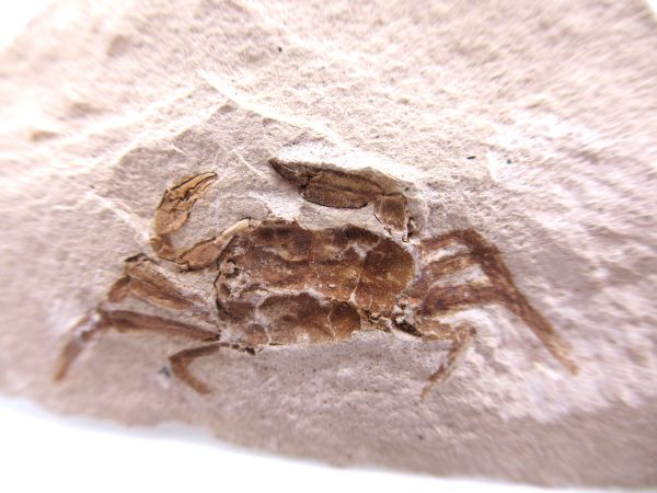 Genuine Miocene Age Pinnixa galliheri Crab Fossils for Sale from California #1a