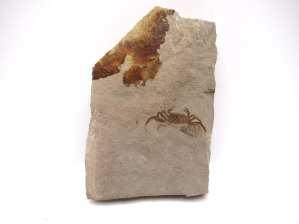 Genuine Miocene Age Pinnixa galliheri Crab Fossils for Sale from California #21