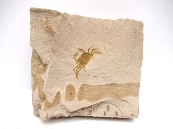 Genuine Miocene Age Pinnixa galliheri Crab Fossils for Sale from California #24