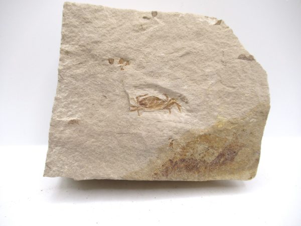 Genuine Miocene Age Pinnixa galliheri Crab Fossils for Sale from California #25