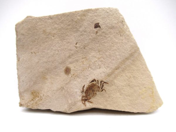 Genuine Miocene Age Pinnixa galliheri Crab Fossils for Sale from California #3