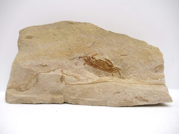 Genuine Miocene Age Pinnixa galliheri Crab Fossils for Sale from California #5