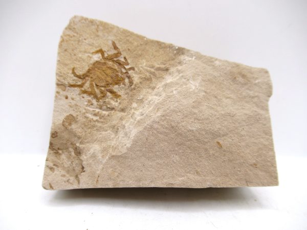 Genuine Miocene Age Pinnixa galliheri Crab Fossils for Sale from California #6