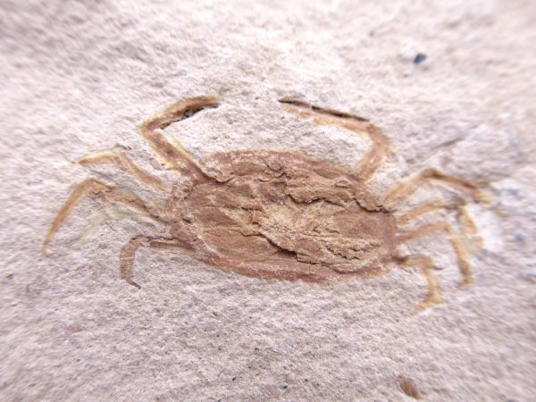 Genuine Miocene Age Pinnixa galliheri Crab Fossils for Sale from California #8a