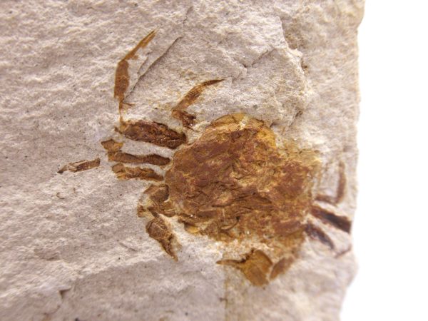 Genuine Miocene Age Pinnixa galliheri Crab Fossils for Sale from California #9a