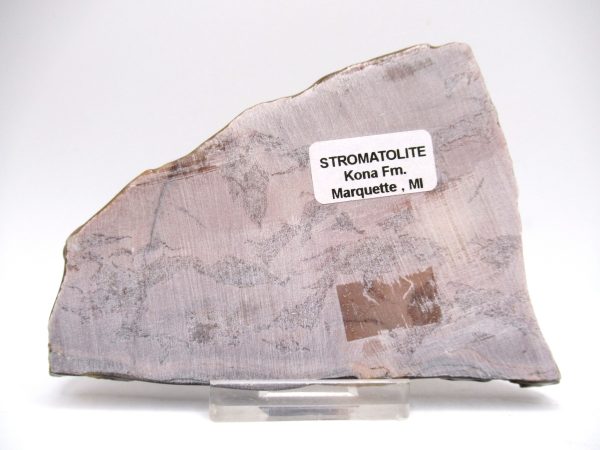 Genuine Precambrian Kona Dolomite Stromatolite Fossils for Sale from Michigan #3a