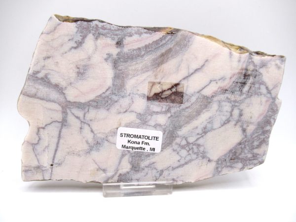 Genuine Precambrian Kona Dolomite Stromatolite Fossils for Sale from Michigan #7a