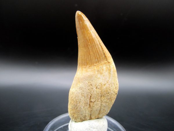 Platecarpus ptychodon Rooted Tooth #8