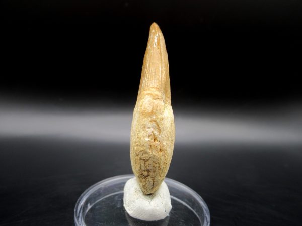 Platecarpus ptychodon Rooted Tooth #8 - Image 2