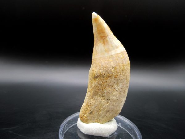 Platecarpus ptychodon Rooted Tooth #9