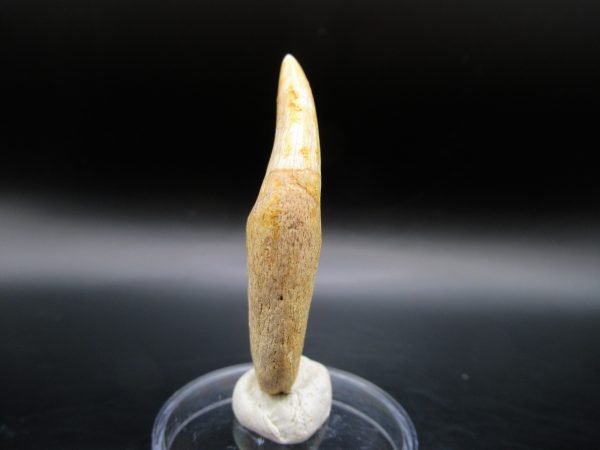 Platecarpus ptychodon Rooted Tooth #9 - Image 2