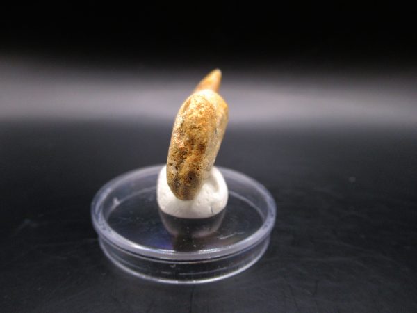 Platecarpus ptychodon Rooted Tooth #9 - Image 3