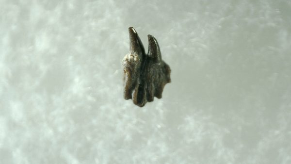 Genuine Permian Age Orthacanthus Shark Denticle Fossils for Sale from Oklahoma #1