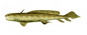 Orthacanthus Shark