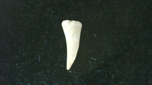 Genuine Permian Age Cacops Amphibian Tooth Fossils for Sale from Oklahoma #4a