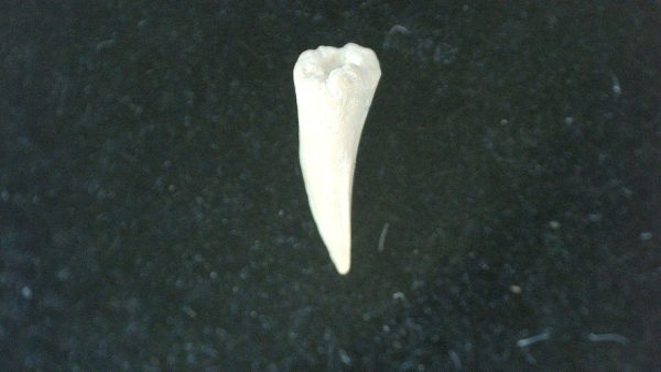 Genuine Permian Age Cacops Amphibian Tooth Fossils for Sale from Oklahoma #4b