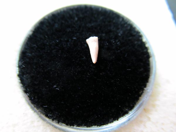 Genuine Permian Age Cacops Amphibian Tooth Fossils for Sale from Oklahoma #5