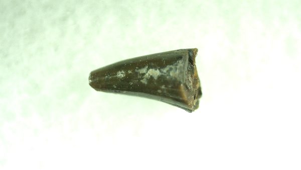 Genuine Permian Eryops Amphibian Tooth for Sale from Oklahoma #43b