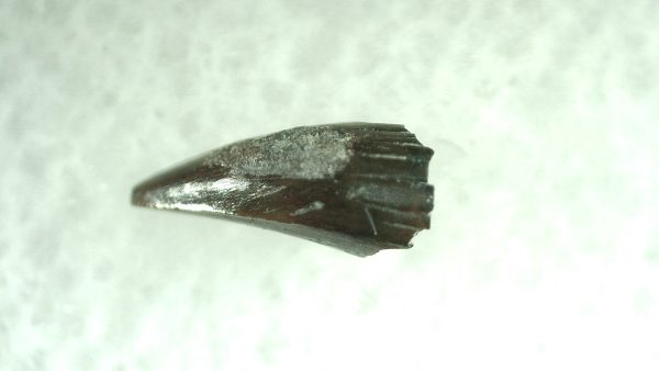 Genuine Permian Eryops Amphibian Tooth for Sale from Oklahoma #45a