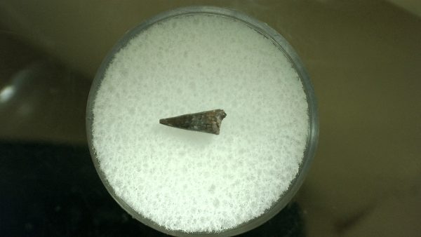 Genuine Permian Eryops Amphibian Tooth for Sale from Oklahoma #46