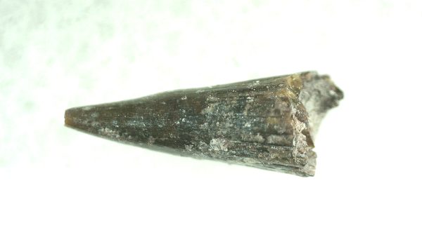 Genuine Permian Eryops Amphibian Tooth for Sale from Oklahoma #46a