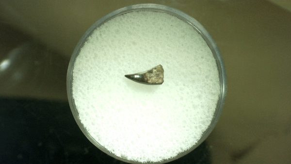 Genuine Permian Eryops Amphibian Tooth for Sale from Oklahoma #47