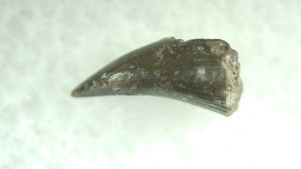 Genuine Permian Eryops Amphibian Tooth for Sale from Oklahoma #47a