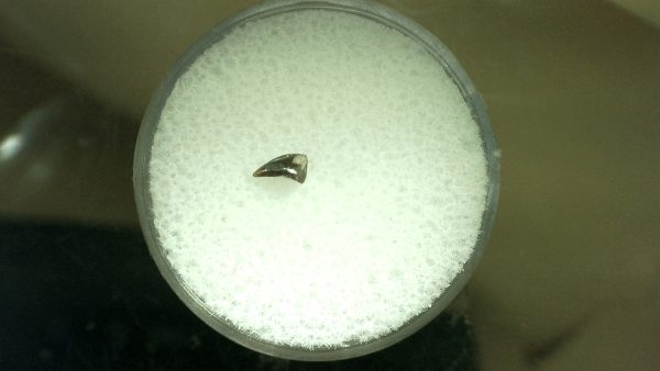 Genuine Permian Eryops Amphibian Tooth for Sale from Oklahoma #48