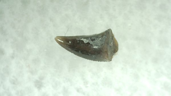 Genuine Permian Eryops Amphibian Tooth for Sale from Oklahoma #48b