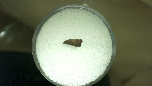 Genuine Permian Eryops Amphibian Tooth for Sale from Oklahoma #49