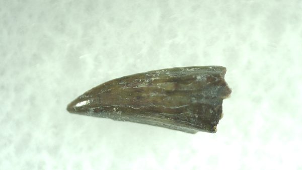 Genuine Permian Eryops Amphibian Tooth for Sale from Oklahoma #49a