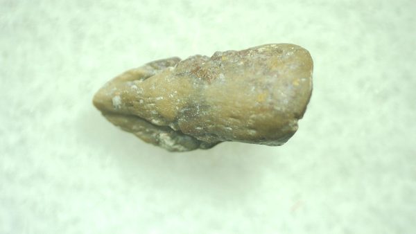 Genuine Permian Trimerorhacis Claw for Sale from Oklahoma #29a