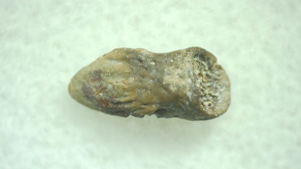 Genuine Permian Trimerorhacis Claw for Sale from Oklahoma #29b