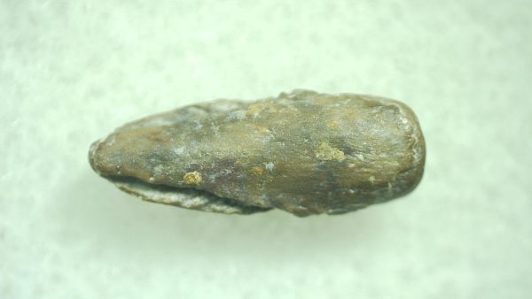 Genuine Permian Trimerorhacis Claw for Sale from Oklahoma #30a