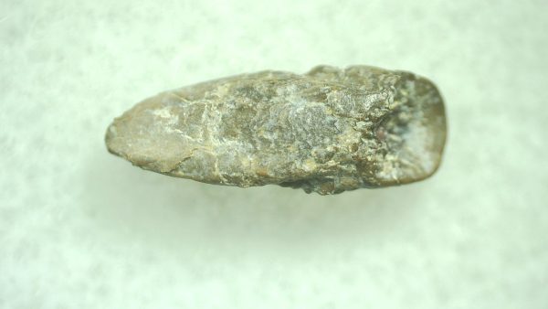 Genuine Permian Trimerorhacis Claw for Sale from Oklahoma #30b