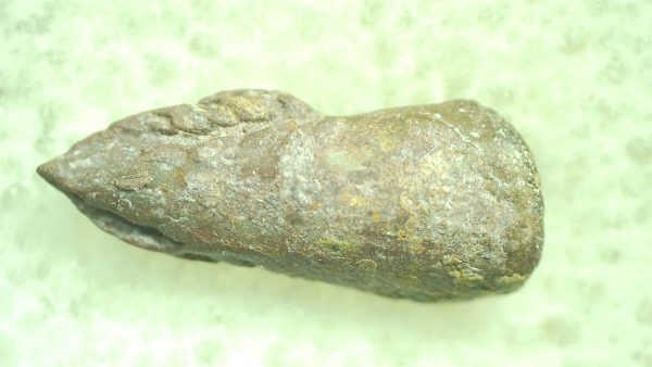 Genuine Permian Trimerorhacis Claw for Sale from Oklahoma #31a