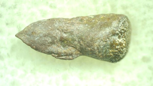 Genuine Permian Trimerorhacis Claw for Sale from Oklahoma #31b