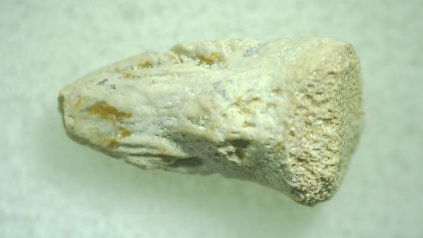 Genuine Permian Trimerorhacis Claw for Sale from Oklahoma #32b