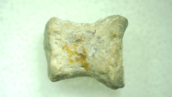 Genuine Permian Trimerorhacis Toe for Sale from Oklahoma #33b