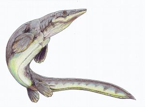 Platecarpus ptychodon