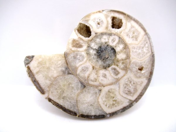 Genuine Triassic Age Vascoceras Ammonite Fossils for Sale from Nigeria #1