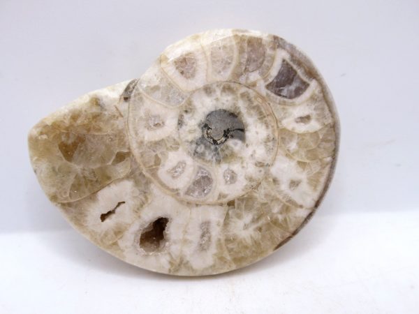 Genuine Triassic Age Vascoceras Ammonite Fossils for Sale from Nigeria #10