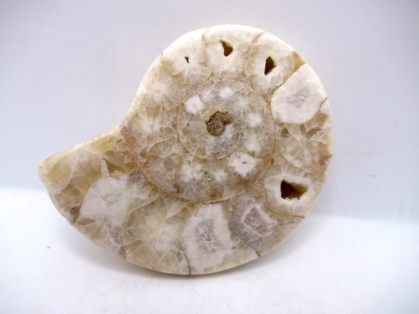 Genuine Triassic Age Vascoceras Ammonite Fossils for Sale from Nigeria #11