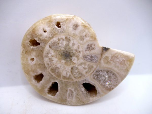 Genuine Triassic Age Vascoceras Ammonite Fossils for Sale from Nigeria #12