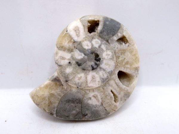 Genuine Triassic Age Vascoceras Ammonite Fossils for Sale from Nigeria #13