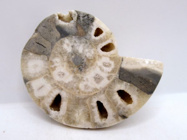 Genuine Triassic Age Vascoceras Ammonite Fossils for Sale from Nigeria #14